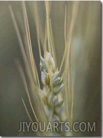 Close up of the Head of a Wheat Plant