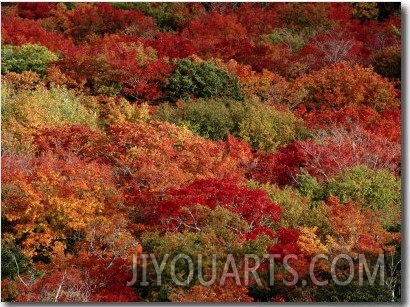 Autumn Colors Paint a Canadian Forest