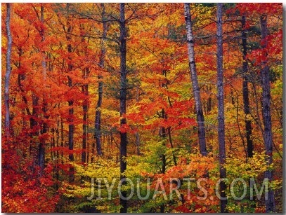Autumn Colors, Lost River, New Hampshire