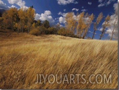 Autumn Meadow Scene