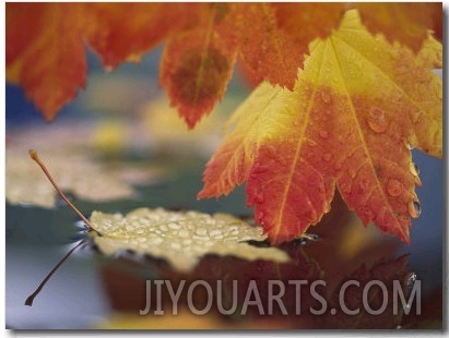 Close up of Autumn Vine Maple Leaves Reflecting in Pool of Water, Bellingham, Washington, USA