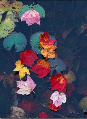 Fall Leaves on Top of Water, New England