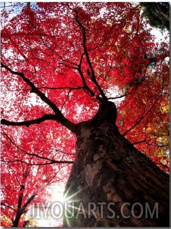 Old Maple Tree in Autumn