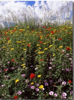 April Spring Flowers, Near Aidone, Central Area, Island of Sicily, Italy, Mediterranean