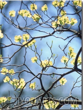 Branches of Spring Flowering Tree