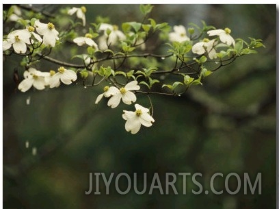 Delicate White Dogwood Blossoms Cover a Tree in the Early Spring