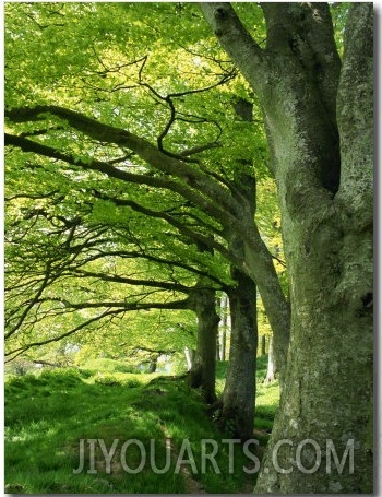 Line of Beech Trees in a Wood in Spring