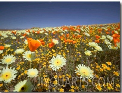 Poppies and Desert Dandelion in Spring Bloom, Lancaster, Antelope Valley, California, USA