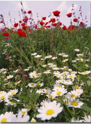 Wildflower Farming on a Kibbutz in Springtime