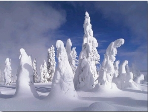 A Heavy Blanket of Snow and Fog Cover a Group of Pine Trees