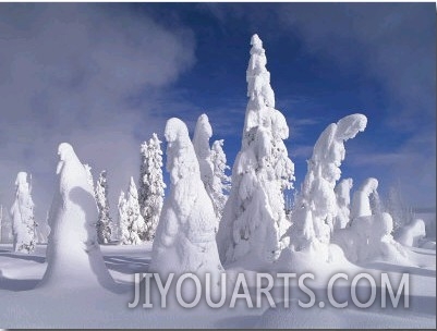 A Heavy Blanket of Snow and Fog Cover a Group of Pine Trees