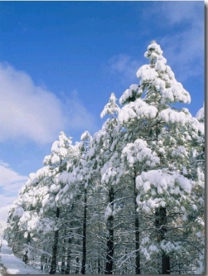 Snow Covered Trees, Coconino National Forest, Arizona