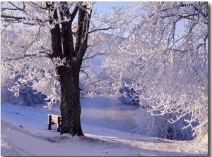 Winter Scene Beside the River Tay, Aberfeldy, Perthshire, Scotaland, UK