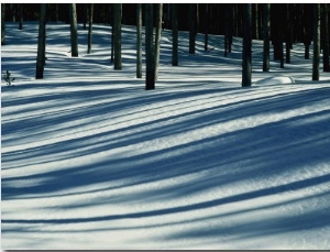 Winter Woodland View of a Lodgepole Pine Forest in Wyoming