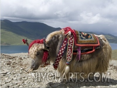 Decorated Yak, Turquoise Lake, Tibet, China
