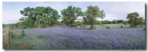 Field of Bluebonnet Flowers, Texas, USA