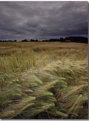 Grain Field in Northern Germany under Stormy Skies