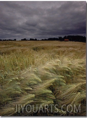 Grain Field in Northern Germany under Stormy Skies