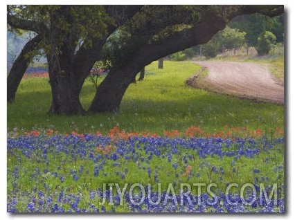 Oak Trees, Blue Bonnets, and Indian Paint Brush, Near Gay Hill, Texas, USA