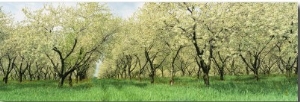 Rows of Cherry Tress in an Orchard, Minnesota, USA