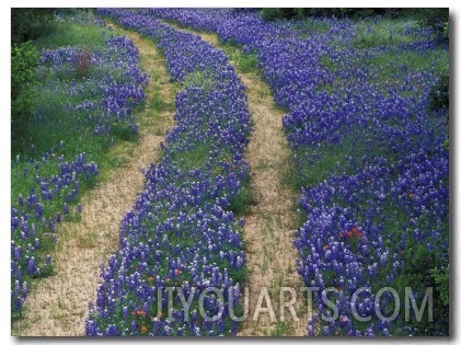 Tracks in Bluebonnets, near Marble Falls, Texas, USA