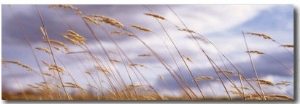 Wheat Stalks Blowing, Crops, Field, Open Space