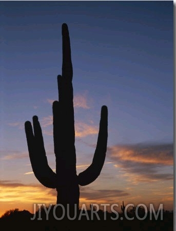A Saguaro Cactus Silhouetted against the Evening Sky