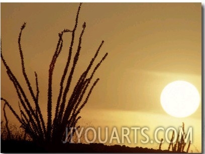 Desert Sunset with Ocotillo, CA