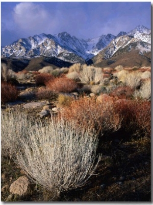 Mountains and Desert Flora in the Owens Valley, Inyo National Forest, California, USA