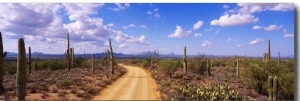 Road, Saguaro National Park, Arizona, USA