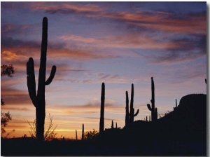 Saguaro Cacti are Silhouetted against the Sky