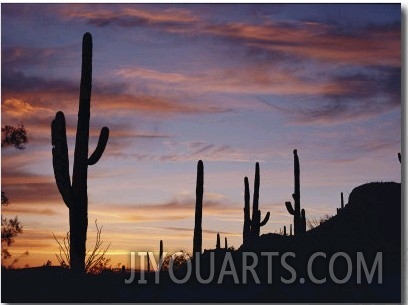 Saguaro Cacti are Silhouetted against the Sky