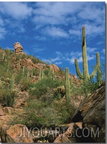 Saguaro Cactus in Sonoran Desert, Saguaro National Park, Arizona, USA