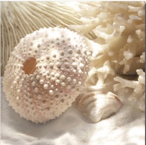 Coral Shell I