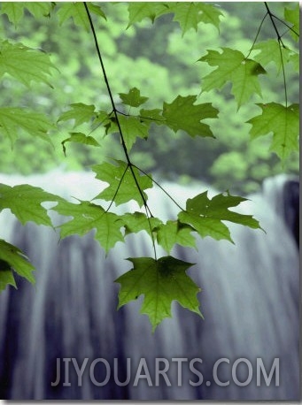 Maple Leaves against a Waterfall Backdrop