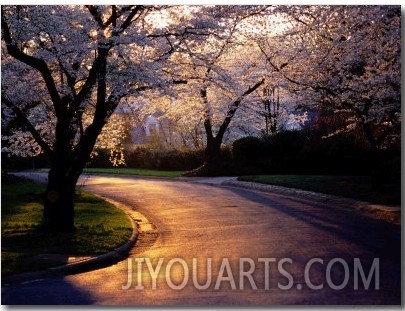 Sunset and Cherry Trees in Bloom