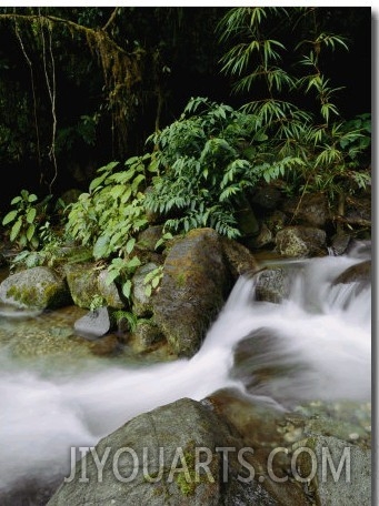Time Exposure of a Little Brook Flowing over Rocks in a Rain Forest