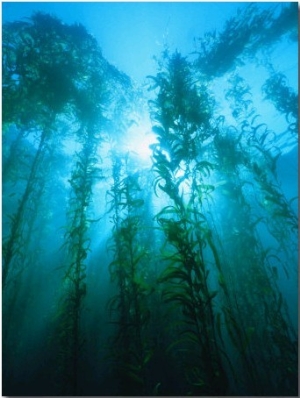 Kelp Forest Underwater, Tasmania, Australia