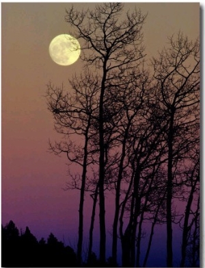 A Full Moon Shines on Winters Leafless Branches