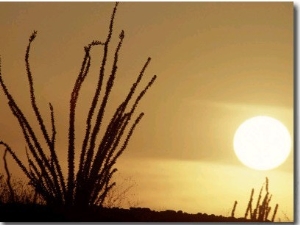 Desert Sunset with Ocotillo, CA