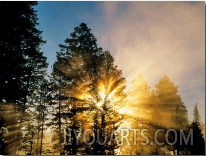 God Rays from Morning Fog Along the Madison River, Yellowstone National Park, Wyoming, USA