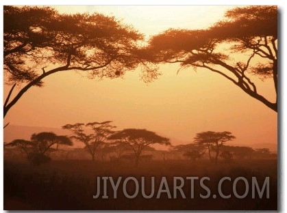 Acacia Trees, Kenya