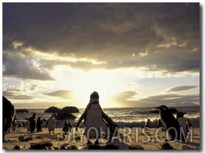 Black Footed Penguins on the Beach, South Africa