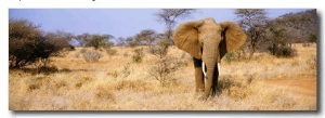 Elephant, Somburu, Kenya, Africa