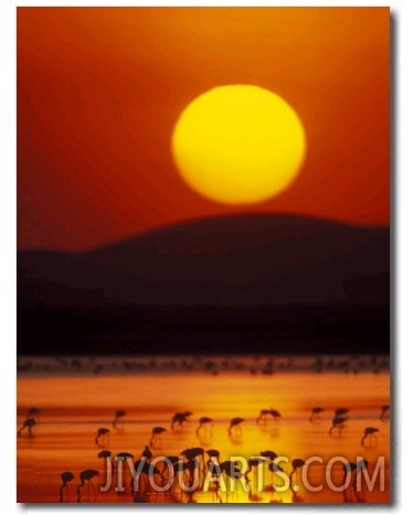 Flock of Lesser Flamingos Reflected in Water at Sunrise, Amboseli National Park, Kenya