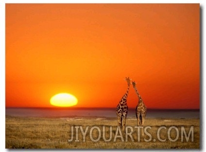Giraffes Stretch their Necks at Sunset, Ethosha National Park, Namibia