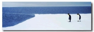 Adelie Penguins, Ross Sea, Antarctica