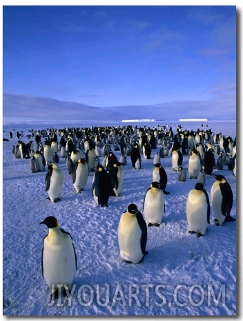 Emperor Penguin (Aptenodytes Forsteri) Colony at Dawson Lambton Glacier, Weddell Sea, Antarctica