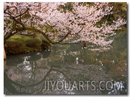 Cherry Blossom, Kenrokuen Garden, Kanazawa City, Ishigawa Prefecture, Honshu Island, Japan