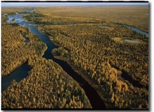 Aerial View of Forested Land and River in Wapusk National Park
